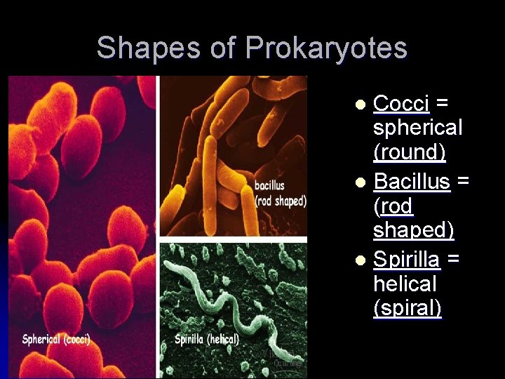 Shapes of Prokaryotes Cocci = spherical (round) l Bacillus = (rod shaped) l Spirilla
