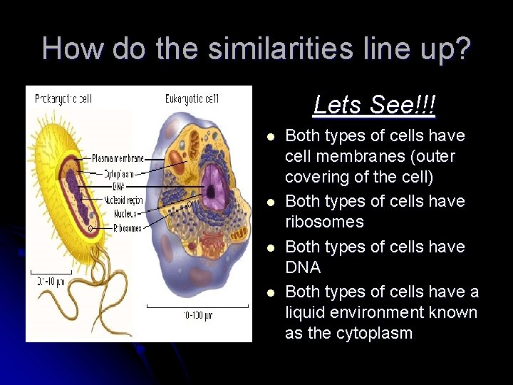 How do the similarities line up? Lets See!!! l l Both types of cells