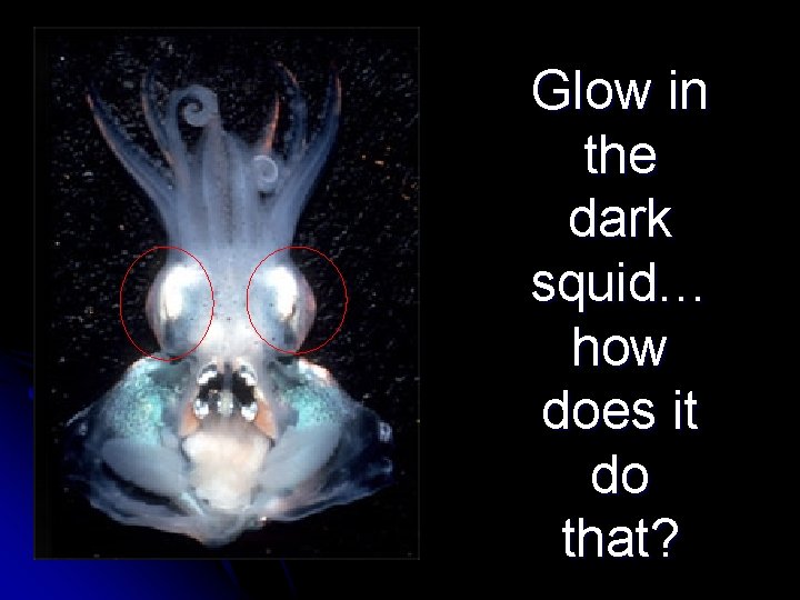 Glow in the dark squid… how does it do that? 