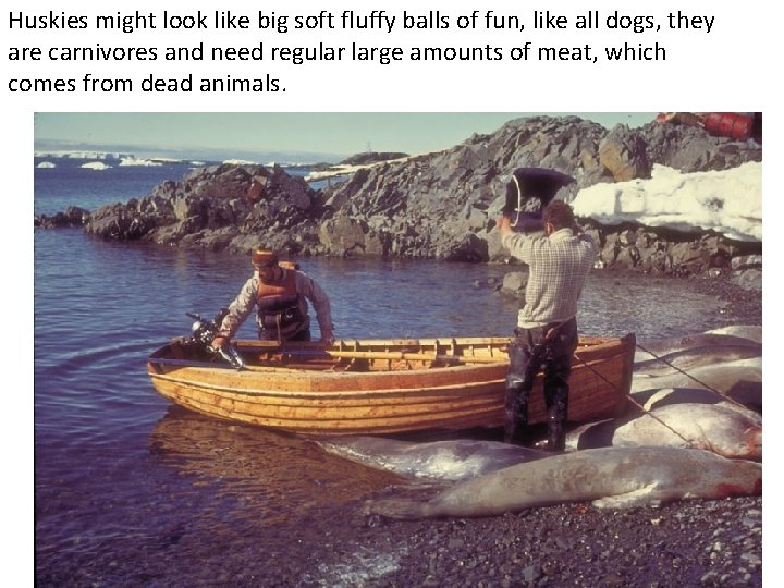 Huskies might look like big soft fluffy balls of fun, like all dogs, they