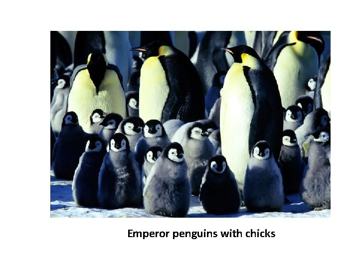 Emperor penguins with chicks 