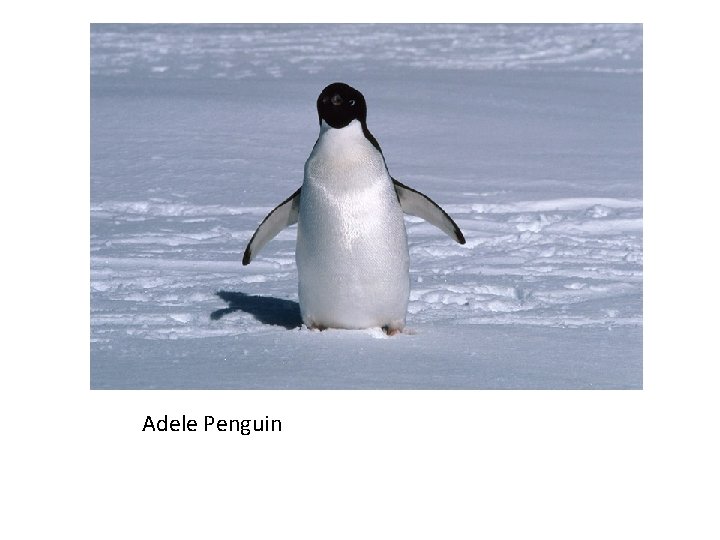 Adele Penguin 