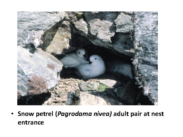  • Snow petrel (Pagrodama nivea) adult pair at nest entrance 