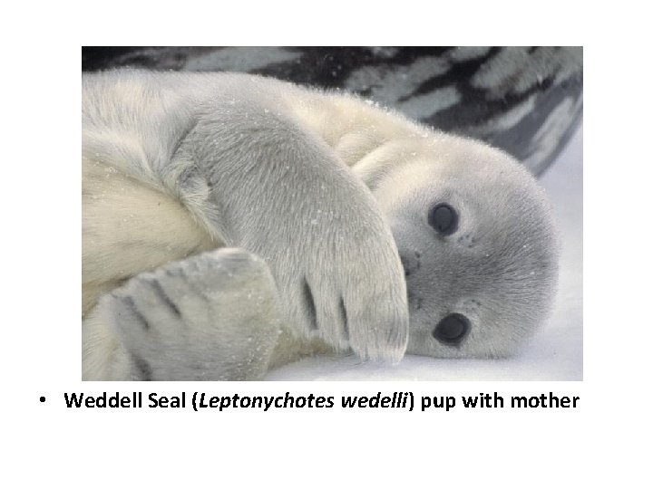  • Weddell Seal (Leptonychotes wedelli) pup with mother 