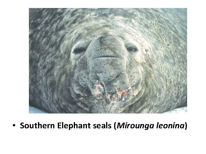  • Southern Elephant seals (Mirounga leonina) 