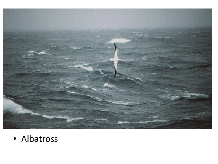  • Albatross 