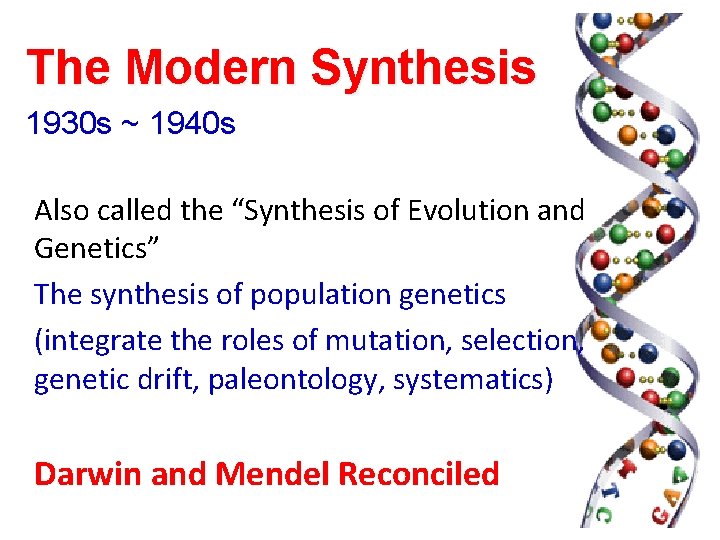 The Modern Synthesis 1930 s ~ 1940 s Also called the “Synthesis of Evolution