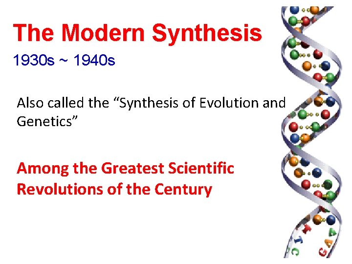 The Modern Synthesis 1930 s ~ 1940 s Also called the “Synthesis of Evolution