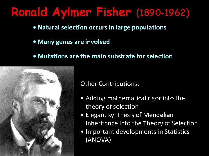 Ronald Aylmer Fisher (1890 -1962) • Natural selection occurs in large populations • Many