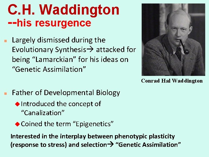 C. H. Waddington --his resurgence n Largely dismissed during the Evolutionary Synthesis attacked for