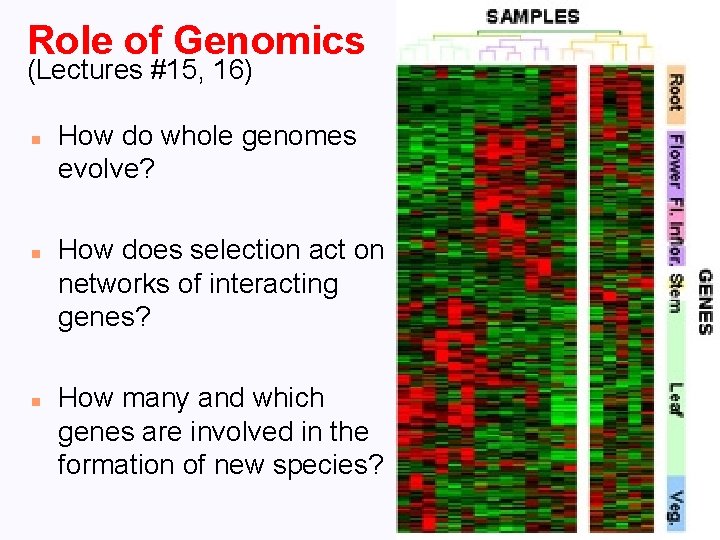 Role of Genomics (Lectures #15, 16) n n n How do whole genomes evolve?