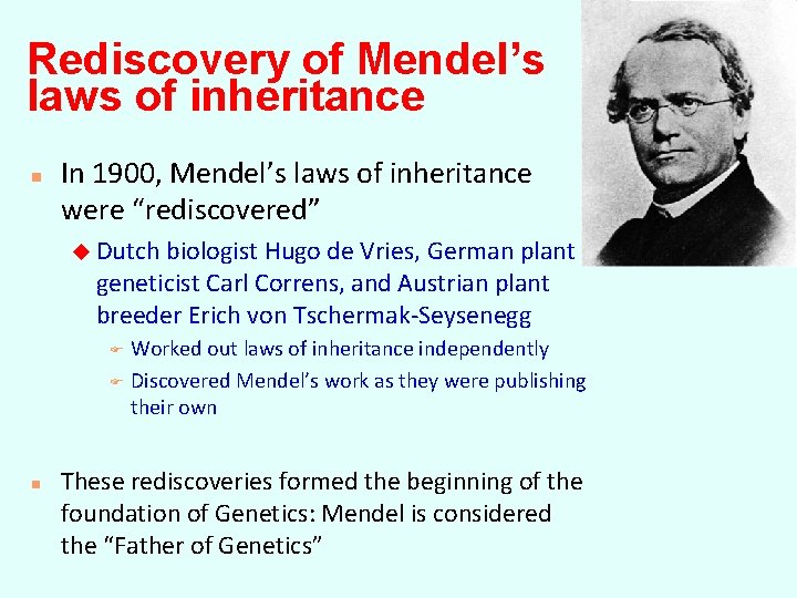 Rediscovery of Mendel’s laws of inheritance n In 1900, Mendel’s laws of inheritance were