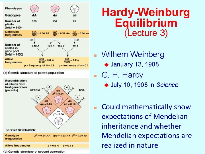 Hardy-Weinburg Equilibrium (Lecture 3) n Wilhem Weinberg u n G. H. Hardy u n