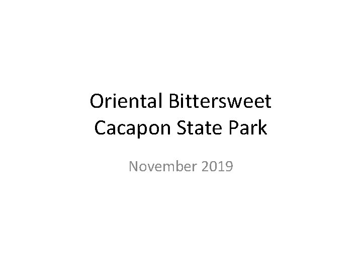 Oriental Bittersweet Cacapon State Park November 2019 