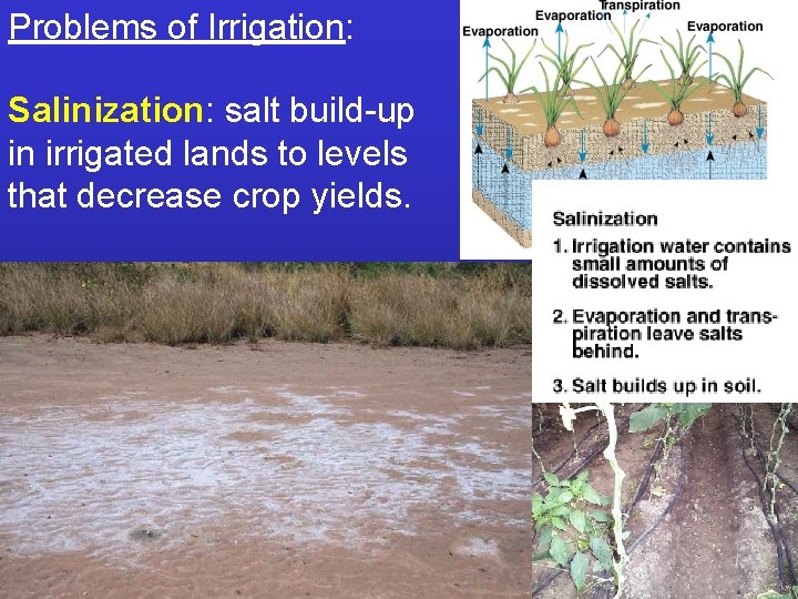 Problems of Irrigation: Salinization: salt build-up in irrigated lands to levels that decrease crop