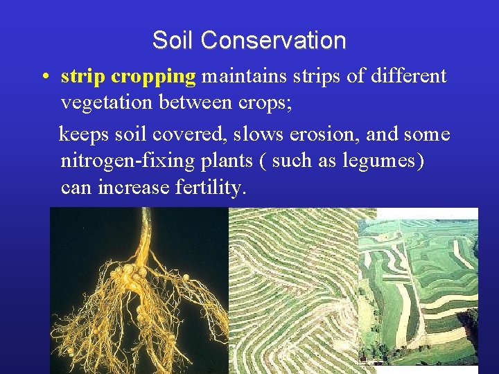 Soil Conservation • strip cropping maintains strips of different vegetation between crops; keeps soil
