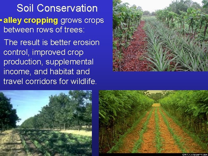 Soil Conservation • alley cropping grows crops between rows of trees: The result is