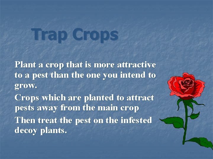 Trap Crops Plant a crop that is more attractive to a pest than the