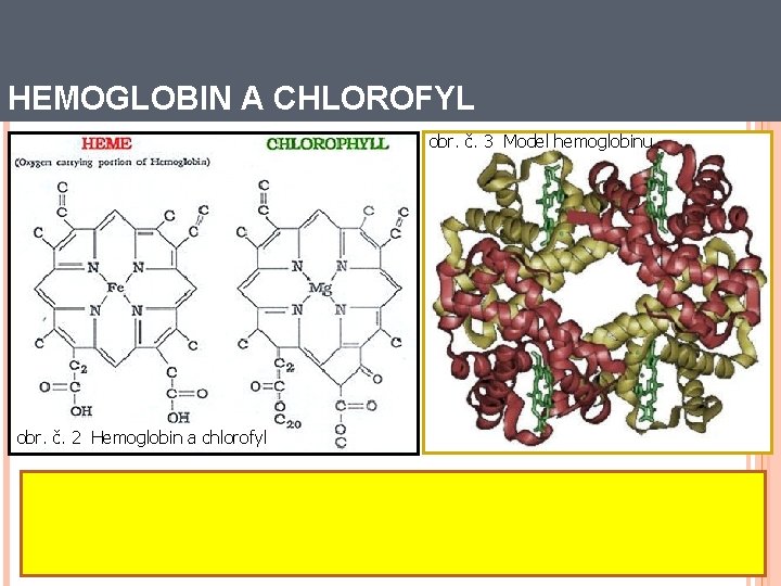HEMOGLOBIN A CHLOROFYL obr. č. č. 3 3 Modelhemoglobinu obr. č. 2 Hemoglobin a