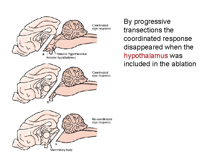 By progressive transections the coordinated response disappeared when the hypothalamus was included in the