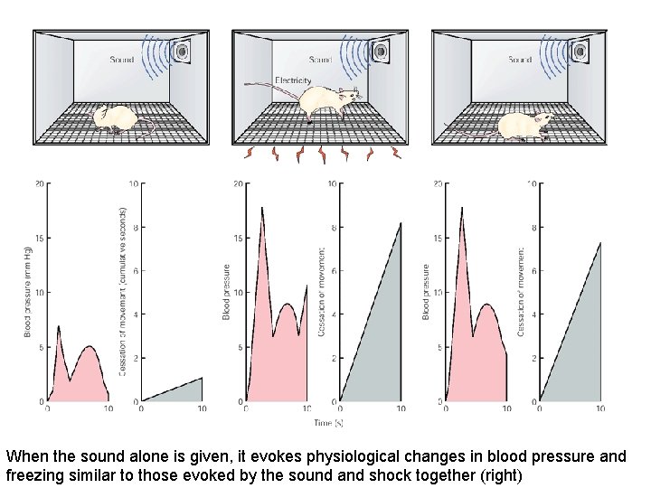 When the sound alone is given, it evokes physiological changes in blood pressure and