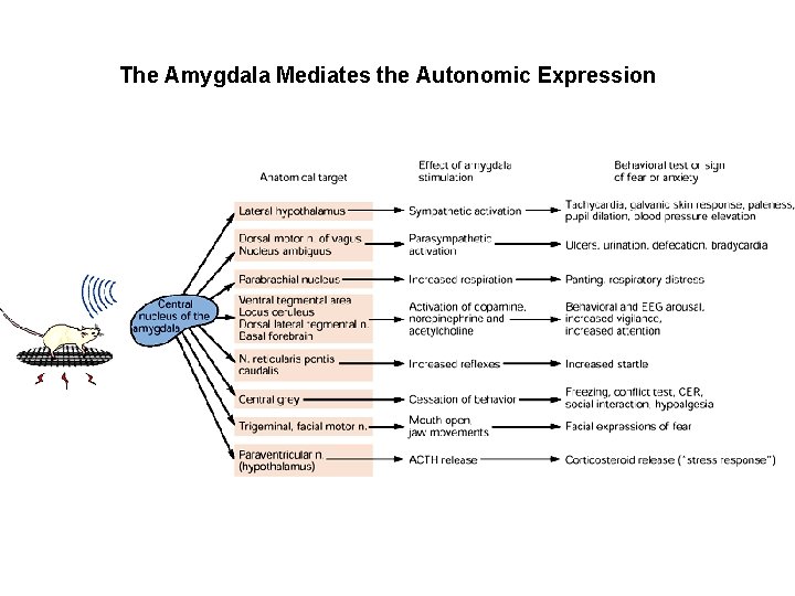 The Amygdala Mediates the Autonomic Expression 