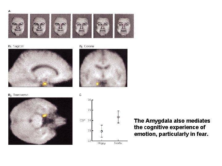 The Amygdala also mediates the cognitive experience of emotion, particularly in fear. 