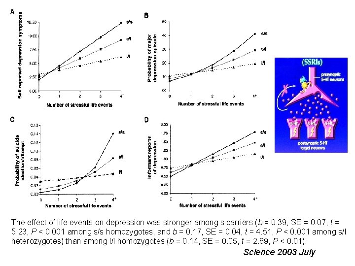 The effect of life events on depression was stronger among s carriers (b =