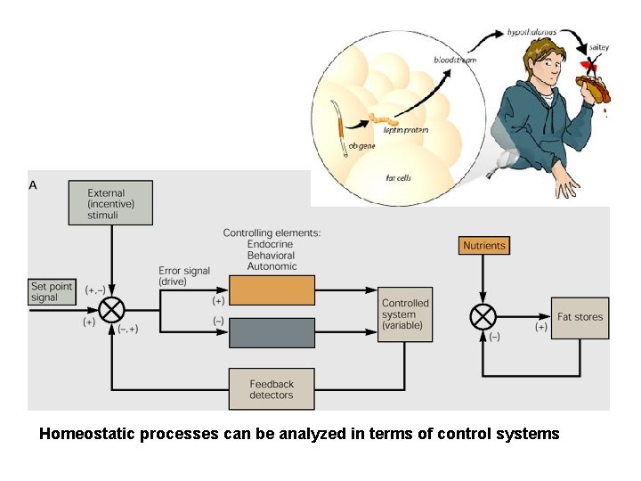 Homeostatic processes can be analyzed in terms of control systems 