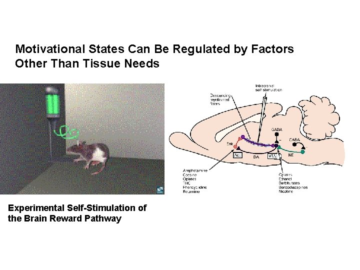 Motivational States Can Be Regulated by Factors Other Than Tissue Needs Experimental Self-Stimulation of