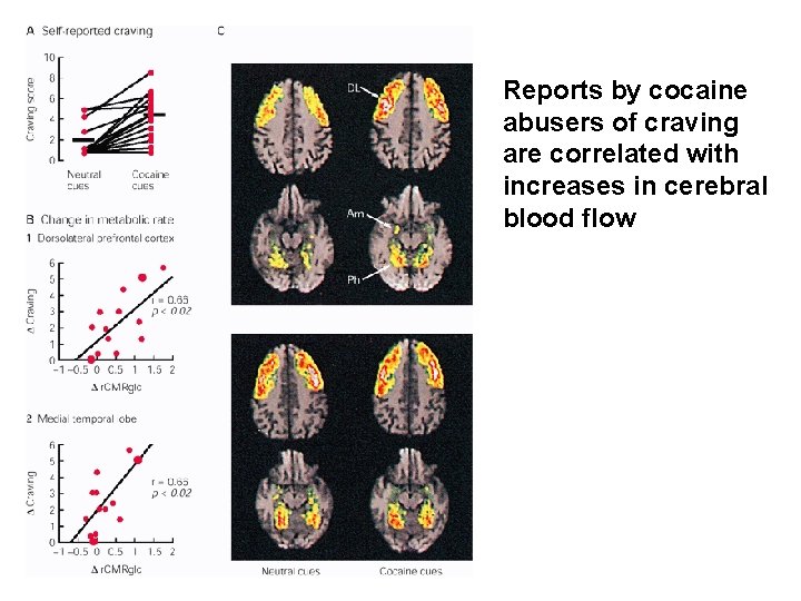 Reports by cocaine abusers of craving are correlated with increases in cerebral blood flow