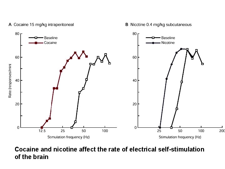 Cocaine and nicotine affect the rate of electrical self-stimulation of the brain 