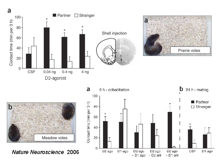 D 2 -agonist Nature Neuroscience 2006 
