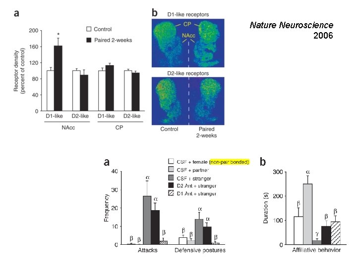 Nature Neuroscience 2006 