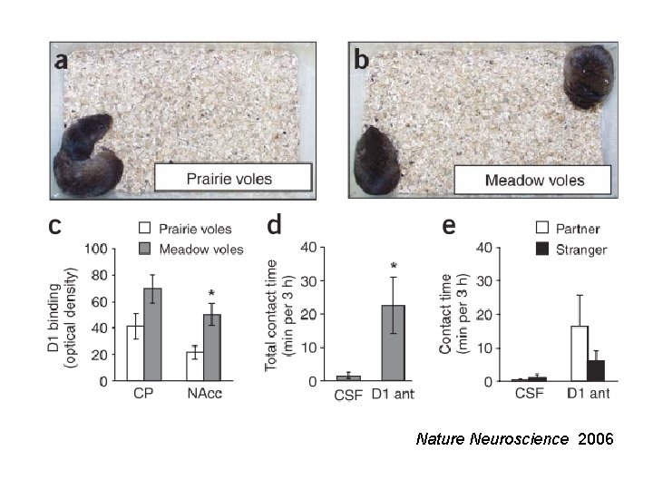 Nature Neuroscience 2006 