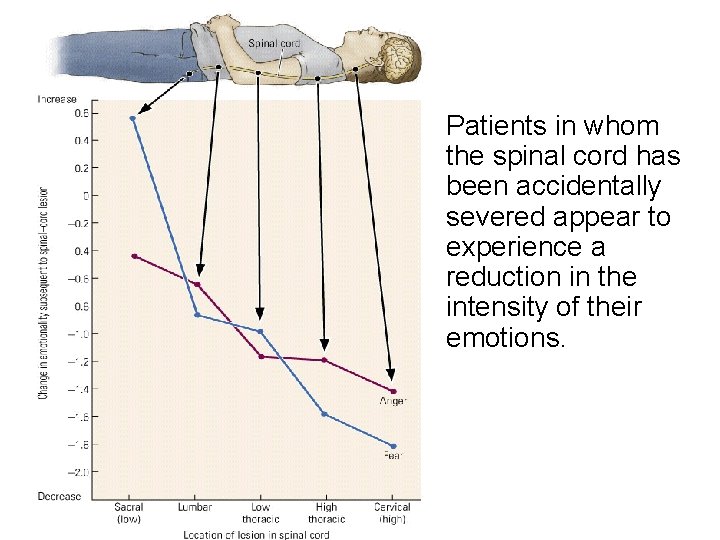 Patients in whom the spinal cord has been accidentally severed appear to experience a