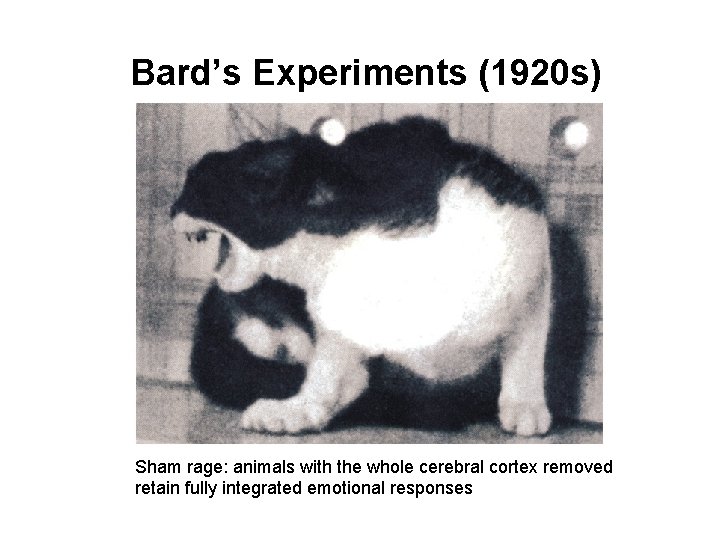 Bard’s Experiments (1920 s) Sham rage: animals with the whole cerebral cortex removed retain