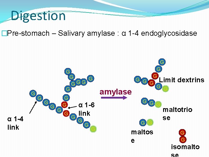 Digestion �Pre-stomach – Salivary amylase : α 1 -4 endoglycosidase G α 1 -4