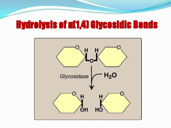 Hydrolysis of α(1, 4) Glycosidic Bonds 