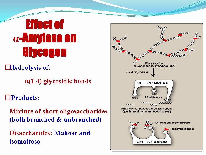 Effect of α-Amylase on Glycogen �Hydrolysis of: α(1, 4) glycosidic bonds �Products: Mixture of