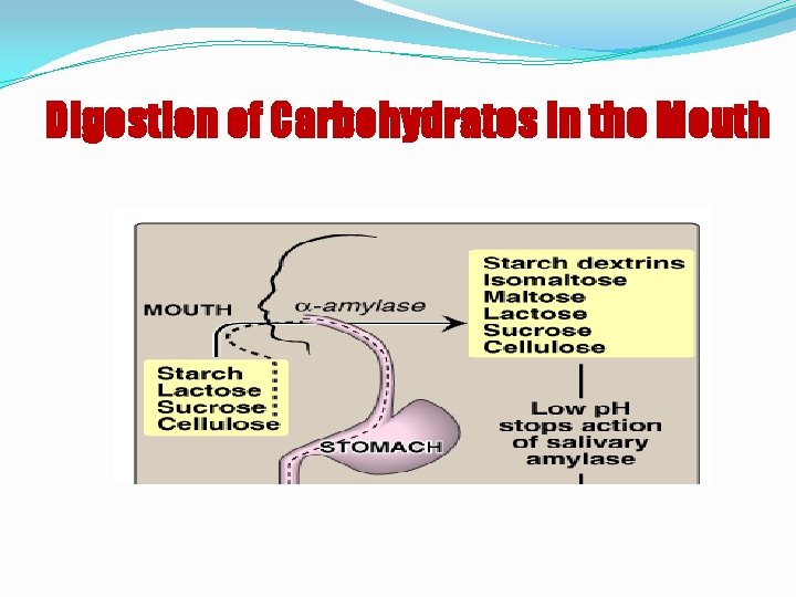 Digestion of Carbohydrates in the Mouth 