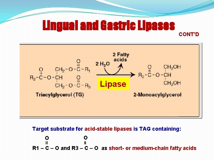 Lingual and Gastric Lipases CONT’D Lipase O O – – – Target substrate for
