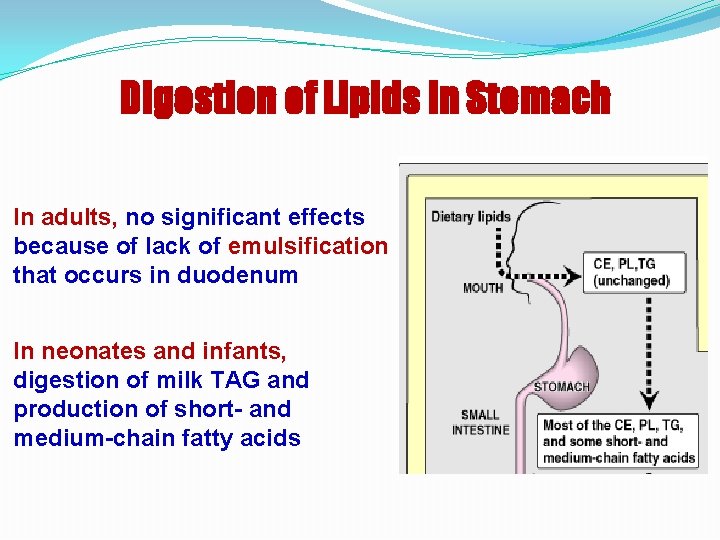 Digestion of Lipids in Stomach In adults, no significant effects because of lack of
