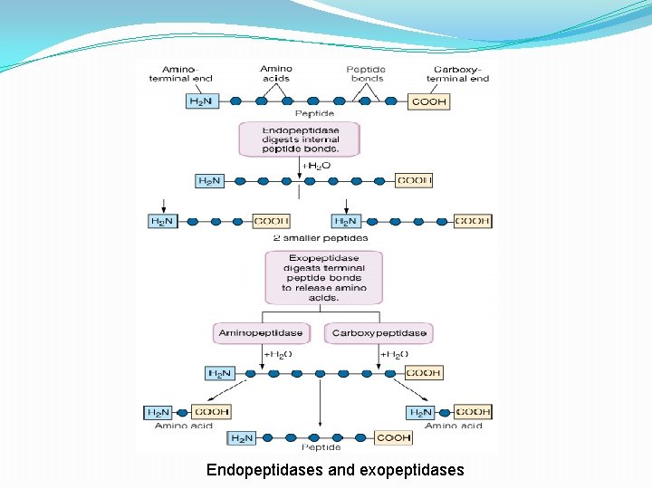 Endopeptidases and exopeptidases 