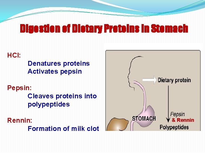Digestion of Dietary Proteins in Stomach HCl: Denatures proteins Activates pepsin Pepsin: Cleaves proteins