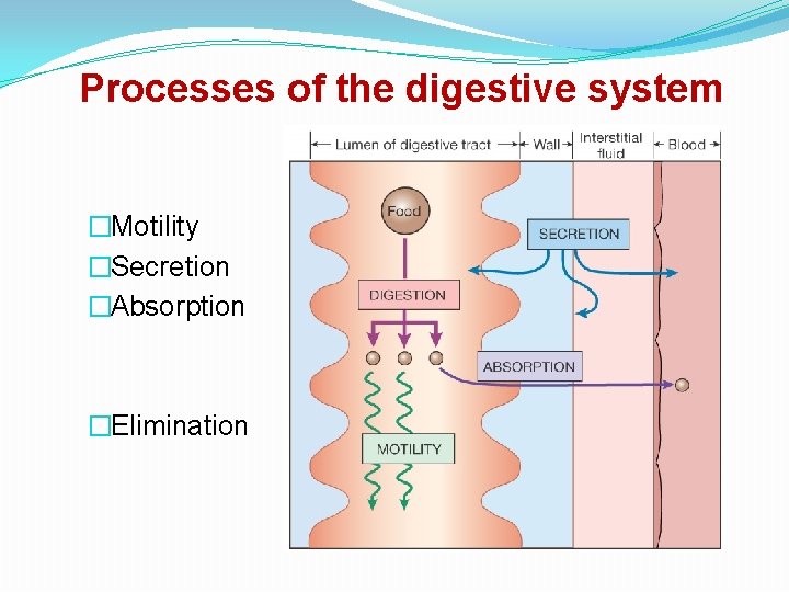 Processes of the digestive system �Motility �Secretion �Absorption �Elimination 