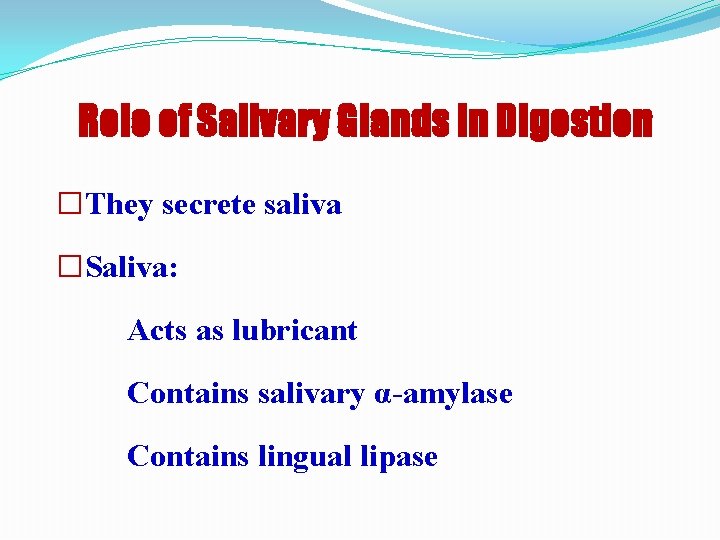 Role of Salivary Glands in Digestion �They secrete saliva �Saliva: Acts as lubricant Contains