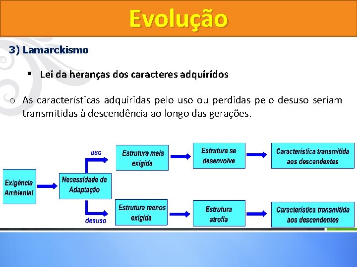 Evolução 3) Lamarckismo § Lei da heranças dos caracteres adquiridos o As características adquiridas