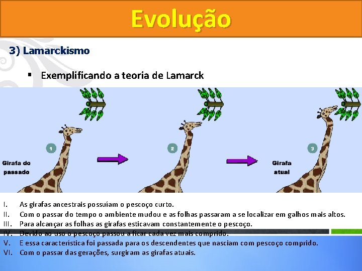 Evolução 3) Lamarckismo § Exemplificando a teoria de Lamarck I. III. IV. V. VI.