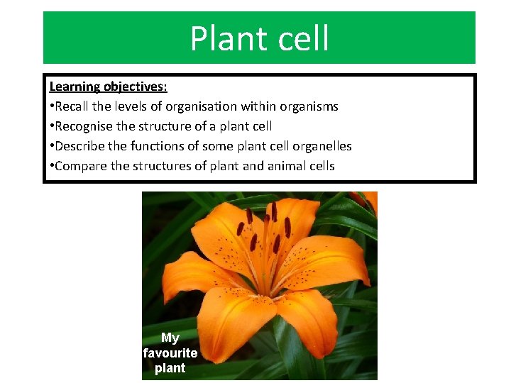 Plant cell Learning objectives: • Recall the levels of organisation within organisms • Recognise